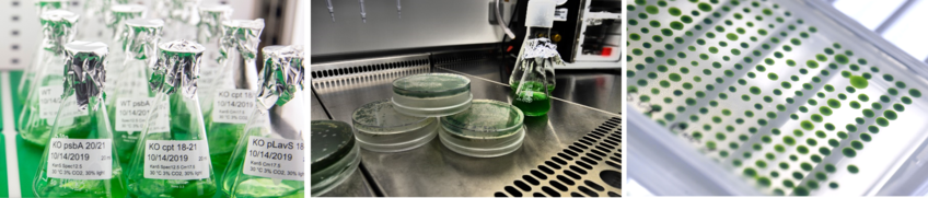 Phototrophic microorganisms: Developing new chassis and engineering methods to realize new CO2-fixation biology Phototrophic microorganisms: Developing new chassis and engineering methods to realize new CO2-fixation biology