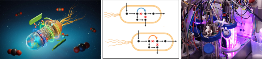 In vivo implementation of synthetic CO2 fixation pathways In vivo implementation of synthetic CO2 fixation pathways