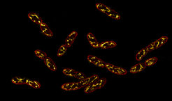 Dividing cells of Vibrio natriegens, photographed with super-resolution microscopy, in which the cell membrane (red) and DNA (yellow) are transiently stained.
