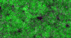 The picture shows the density patterns of non-motile cells (in green) that emerge close to a surface due to the stirring of a small fraction of motile ones (in magneta) observed under wide-field fluorescence microscopy.