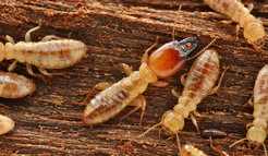 Porotermes adamsoni – one of the more original termite species that thrive exclusively on wood with the help of symbiotic microorganisms in their digestive tract.