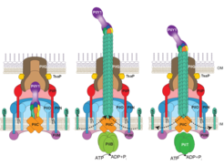 Figure 1: Location of the 15 T4aPM core proteins in the unpiliated and piliated T4aPM. Left: The unpiliated T4aP machine with the integral minor pilin/PilY1 complex essential for priming T4aP extension. Middle: The piliated T4aP machine in extension mode (PilB-extension ATPase bound at the base of the T4aPM) with minor pilin/PilY1 complex at the T4aP tip involved in adhesion to a surface. Right: The piliated T4aP machine in retraction mode (PilT-retraction ATPase bound at the base of the T4aPM) with minor pilin/PilY1 complex at the T4aP tip involved in stopping retraction when pulled back into the T4aPM. Left, middle, right: Minor pilins = FimU in yellow, PilV in orange, PilW in green, PilX in blue, OM = outer membrane, IM = inner membrane.
