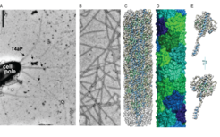 Figure 3: Structure of M. xanthus T4aP A: Image of a piliated M. xanthus cell by negative-staining. B: Image of purified T4aP by negative-staining. C: Cryo-EM structure of M. xanthus T4aP (8TJ2), with α-helical parts in light blue, β-strands in light green and less structured areas in grey. D: Structure of the M. xanthus T4aP showing the globular domains of PilA in different colors. E: Atomic model of the major pilin PilA, with α-helical parts in light blue, β-strands in light green and less structured areas in grey