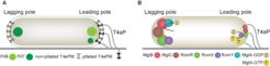 Figure 4: Localization of PilB, PilT, the T4aPM and the proteins of the polarity module.A: The T4aPM core is present at both cell poles, but T4aP extension only occurs at the leading cell pole. PilB localizes almost exclusively at the leading cell pole, while PilT shows a bipolar asymmetric localization pattern with the larger cluster at the lagging cell pole. B: Polar localization of the six polarity proteins at the leading (piliated) and lagging cell pole (unpiliated). The bent arrows indicate exchange of GDP for GTP in MglA by RomR/RomX GEF activity (leading cell pole) and stimulation of GTPase activity of MglA by MglB/RomY (lagging cell pole). A+B: Size of the circles indicate the relative amount of a protein at a pole.