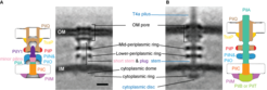 Figure 2: Subtomogram averages and components maps of the unpiliated and piliated T4aPM A: Component map (left) and subtomogram average (right) of the unpiliated M. xanthus T4aPM. Scale bar=10 nm. B: Subtomogram average (left) and component map (right) of the piliated M. xanthus T4aPM. A+B: Densities see in both subtomogram averages are shown in black, densities present only in the subtomogram average of the unpiliated (A) or piliated T4aPM (B) are shown in in colors. Minor pilins = FimU, PilV, PilW, PilX, OM = outer membrane, IM = inner membrane.