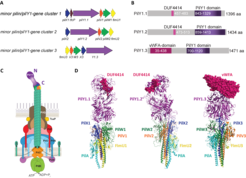Figure 5: Potential to form three different tip complexes with different roles in adhesion.A: Cartoon of the three minor pilin/pilY1- gene clusters of M. xanthus. B: Cartoon of the domains of the three different PilY1 proteins. C: Cartoon of the piliated T4aPM with the minorpilin/PilY1-complex at the T4aP tip. The N-terminal domain of PilY1 is predicted to form the ultimate tip of the tip complex. D: AlphaFold-Multimer models of the three different minor pilin/PilY1-complexes and with their DUF4414 (PilY1.1 & PilY1.2) domains and the von Willebrand domain (vWFA, PilY1.3) shown as pink spheres.
