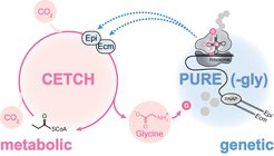 Fig. 1: Schematic of the topology of the cell-free system composed of interdependent metabolic (CETCH cycle, pink) and genetic (PURE, blue) levels that recursively interact with one another. PURE produces the missing enzymes for CO2 fixation (i.e. Epi and Ecm) by transcription and translation (TX-TL) of Epi and Ecm genes; CETCH utilizes such enzymes for synthesizing glycine from CO2, thus sustaining protein production. Enzyme abbreviations Epi, Ecm, and RNAP stand for methylmalonyl-/ethylmalonyl-CoA epimerase, ethylmalonyl-CoA mutase, and RNA polymerase respectively.