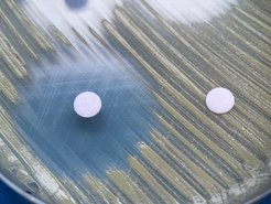A circular clear inhibition zone indicates that due to antibiotic natural products, bacteria are unable to grow.