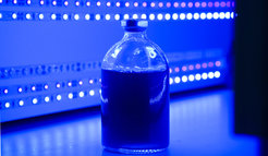 A liquid culture of Rhodobacter capsulatus. The model bacterium lives phototrophically, i.e. it obtains its energy through photosynthesis. Researchers led by Max Planck scientist Johannes Rebelein discovered that the enzyme iron (Fe)-nitrogenase in R. capsulatus reduces CO2 to formate and methane even under physiological conditions, and that this conversion is potentially of high value for a sustainable bioeconomy: the realisation of such processes in phototrophic organisms could enable a light-driven conversion of carbon dioxide into useful chemicals.