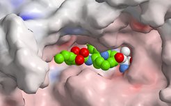 Syrbactin hemmt das Proteasom der Zelle durch kovalente Bindung. Durch synthetisch-biologische Modifikationen der Syrbactin-produzierenden Enzyme entwickelte das Forscherteam erste Wirkstoffvarianten, die selektiv an das Immunoproteasom binden. Diese Varianten haben das Potential, speziell für die Behandlung von Autoimmunerkrankungen weiterentwickelt und optimiert zu werden.