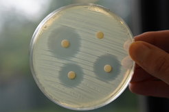 Helge Bode is director at the MPI, chemist and biologist. Actually, he is also a kind of programmer: he reprograms giant bacterial enzymes so that they produce what we need.