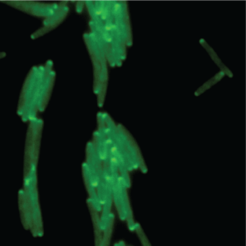 Myxococcus xanthus