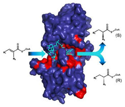 The catalytic properties of enzymes are determined by their active sites (red parts). Understanding how enzymes work allows engineering their catalytic properties to yield products with defined stereochemistry. The stereochemistry of molecules determines their efficacy as pharmaceuticals and antibiotics.