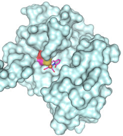 Hydrogenase
