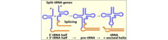 Scheme of the tRNA half assembly mechanism in Nanoarchaeum equitans.