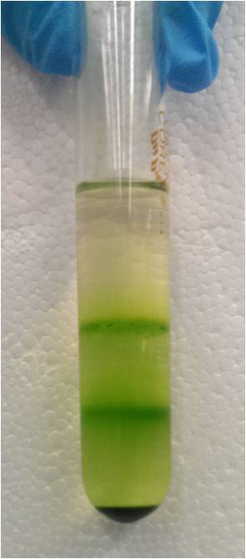 In the FutureAgriculture project, photosynthetic CO2-fixation will be improved in the reaction tube using computational methods and enzyme engineering. The optimized pathways will be transferred into selected model organisms to test the effects on photosynthetic yield and productivity.
Shown is a solution of isolated chloroplasts from green algae (Credits: Tarryn Miller, MPI Marburg).