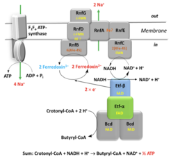 Fig. 2 / Energy conservation in amino acid fermenting anaerobes, e.g. Acidaminococcus fermentans. The electron bifurcating complex composed of electron transferring flavoprotein (Etf) and butyryl-CoA dehydrogenase (Bcd) catalyzes the concomitant reduction of crotonyl-CoA and two ferredoxin by two NADH. One NADH is regenerated by reduction of NAD by ferredoxin catalyzed by Rnf (RF = riboflavin). The free energy of this reaction pumps Na+ out of the cell. The formed electrochemical Na+ gradient drives the synthesis of ATP.