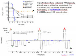 High-affinity methane oxidation (HAMO) activity, which is able to oxidize low atmospheric CH4 concentrations (flush-feeding of rice field soil with high (>10,0000 p.p.m.v.) CH4 concentrations.