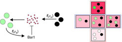 Sex-ratio sensing in yeast. Pheromone stimulus (pink circles and pink background) is produced by MATa cells (black circles), with its concentration being proportional to the MATa cell density (ra). The pheromone is degraded by the Bar1 protease produced by MATa cells (white/green), with the degree of this input attenuation depending on the density of MATa cells (ra). A faithful coupling of the sexual response level (green color intensity) to the mating likelihood occurs by measuring the relative emitter density (red box) instead of the absolute emitter density (blue box).