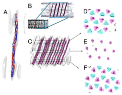 Model of the double signaling domain chemoreceptor DosM. (A) The homology model of a DosM receptor dimer (blue/red) fits into the pillar-like electron density of the subvolume average. (B) Several copies of the homology model of DosM were superimposed onto the electron density from the unaveraged tomogram, preserving both distribution and tilt angles from the fit into the subvolume average map shown in C. (C) Fitting of the homology model into the pillar-like electron densities of the subvolume average. (D–F) Cross-section of the areas marked in C, showing the locations of DosM correlating with every other trimer-of-dimer in the lattice. Each colored circle indicates a dimer; turquoise indicates dimers that are part of a trimer that is lacking DosM, and magenta indicates dimers that are DosM or are part of a DosM-containing trimer.