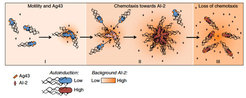 Autoaggregation of E. coli: a “dance suite” in three parts. Adhesin (Ag43) mediated autoaggregation of E. coli can be schematically divided into three phases. Phase I corresponds to formation of initial ‘seeding’ aggregates by random collisions of Ag43-expressing motile cells. These initial aggregates subsequently grow during phase II. Here gradients of AI-2 that are produced by the aggregates serve to attract additional cells. Finally, phase III reflects dispersal of the aggregates. During this phase, increased levels of AI-2 in the culture lead to the loss of chemotaxis due to high background. This results in the subsequent gradual disaggregation, because more cells detach from aggregates than join them.