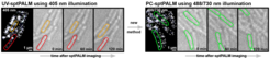 Single-molecule trajectories of RNA polymerase dynamics in living E. coli cells obtained over 6 minutes of sptPALM imaging using either UV light (left) or primed conversion (488/730 nm light, right) for super-resolution imaging.
Cell shapes are marked by dashed outlines, solid outlines highlight exemplary cells (red dead, orange paused, green undisturbed) which are also marked in the following brightlight images. The brightlight images depict cell growth after sptPALM over several hours. Whereas UV-imaged cells are highly affected (left), cells imaged by primed conversion (right) continue to grow normally. Scale bars 1 μm (sptPALM), 5 μm (brightlight).