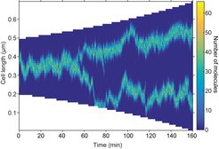 Stochastic simulation showing mid- and quarter-cell positioning. The focus splits as a result of growth. Any mis-positioning is rapidly corrected.