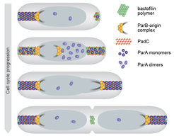 Organization of the M. xanthus chromosome segregation machinery by bipolar bactofilin structures. Bactofilins assemble in a cell cycle-dependent manner. They interact with the adapter protein PadC, which in turn captures ParA monomers and thus mediates their retention in the subpolar regions of the cell. The tips of the bactofilin structures bind to origin-associated ParB·parS complexes, thereby ensuring the proper arrangement of the two sister chromosomes after their segregation by nucleoid-associated ParA dimers.