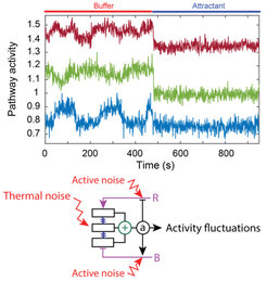 (top) Fluctuations of the activity of the chemotaxis system of E. coli, inhibited when this activity is shut down by stimulation with a strong chemical attractant. (bottom) Schematics of the pathway illustrating the two noise sources leading to these fluctuations.