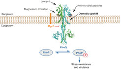 Overview of the PhoQ/PhoP two-component system in Escherichia coli and Salmonella. PhoQ (shown in blue-green ribbon) directly senses environmental stimuli, which include magnesium limitation, low pH, antimicrobial peptides and osmotic upshift, and activates PhoP by phosphorylation. The phosphorylated PhoP promotes the expression of a set of genes that are important for survival and virulence of enterobacteria.