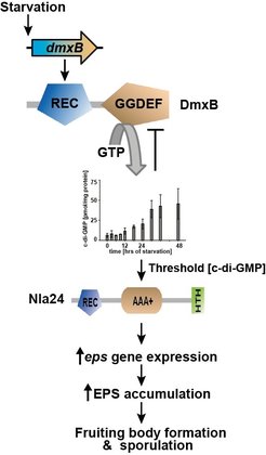 Regulation of development in M. xanthus by DmxB.
