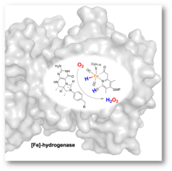 Formation of hydrogen peroxide (H2O2) from H2 and O2