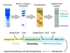 Strategie zur Isolierung und Charakterisierung des nativen Thiolase/HMG-CoA-Synthase-Komplexes (oben) und der Reaktion, die durch den Komplex erfolgt (unten).