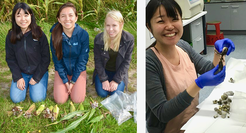 Figure 1A: From the field to the laboratory. A) U. maydis infected maize cobs were collected in a field near Amöneburg in September 2015. B) In the laboratory tumors that have developed in kernels are removed for a subsequent biochemical analysis.