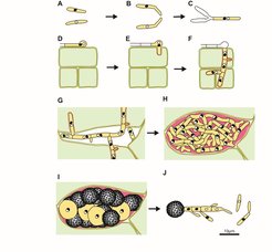 Figure 1B: The life cycle of U. maydis. A) shows haploid cells of different mating type which can be propagated in axenic culture. B) shows mating of compatible haploid cells which is triggered by pheromones. C) after cell fusion a dikaryotic, cell cycle-arrested filament develops, which differentiates an appressorium on the leaf surface (D), allowing direct penetration of the plant tissue (E). In this stage the hyphae is encased by the plant plasma membrane (orange) and the cell cycle arrest is released. F) dikaryotic hyphae enter mesophyll tissue and veins, start branching and the surrounding plant cells enlarge to form tumors. G) hyphae accumulate in cavities, dikaryotic nuclei fuse followed by proliferation of diploid cells in large aggregates which are embedded in a polysaccharide matrix (pink). I) hyphae fragment and differentiate into melanized ornamented spores. When spores germinate, they form a promycelium, the nuclei undergo meiosis and haploid progeny are released by budding.