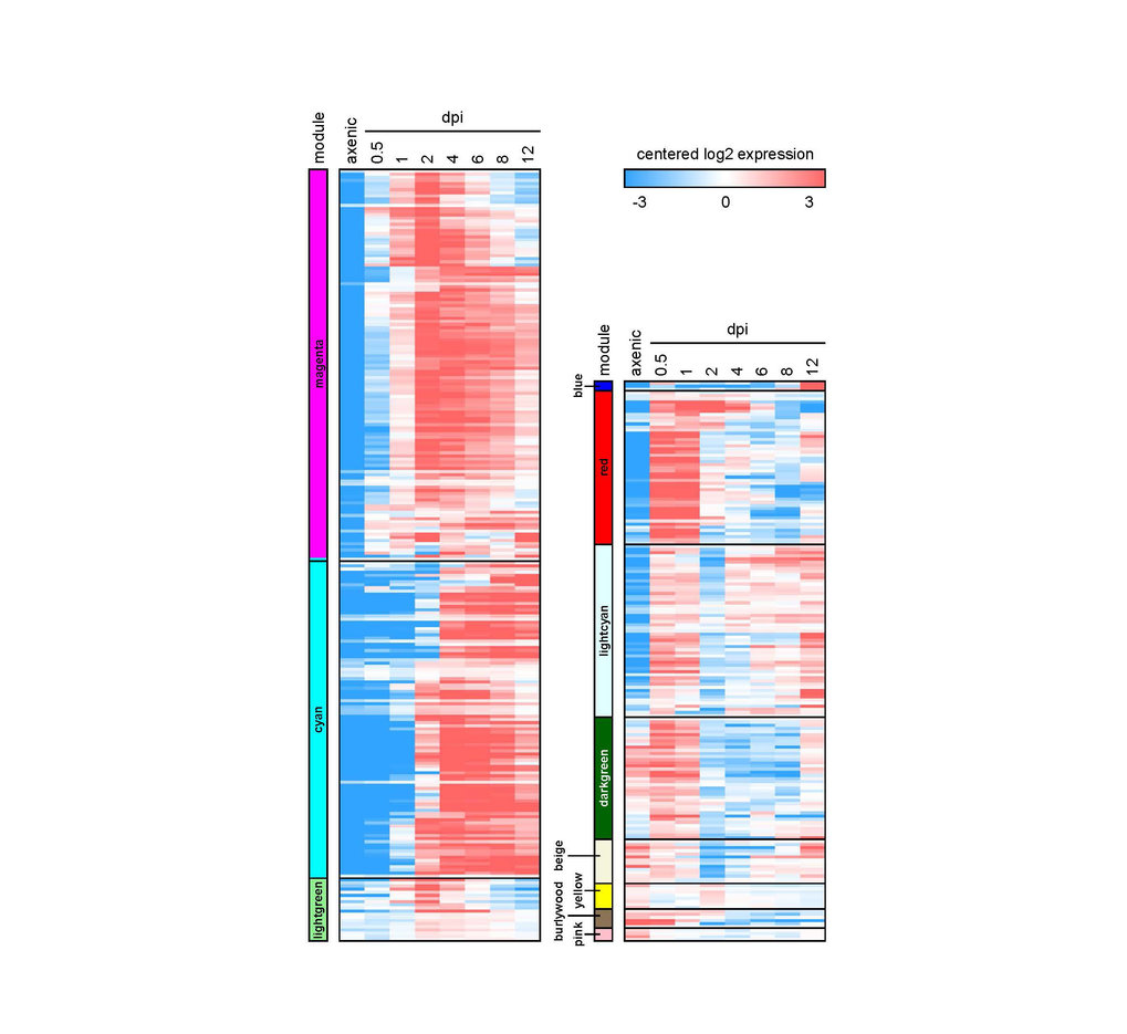 <p><span>RNAseq profiling of <em>U. maydis</em> during biotrophic stages of development</span></p>