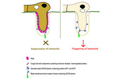 Model for the function of Rsp3. In wild type U. maydis hyphae (left) is Rsp3 protein (pink ovals) attached to the fungal surface, providing protection against the mannose-binding antifungal maize proteins AFP1 and AFP2 (double-leaf structures). When Rsp3 is missing (right), AFP1 and AFP2 attack and kill fungal hyphae. This could release mannosylated cell wall fragments, which might bind DUF26 domain containing mannose-binding receptor kinases (double-leaf structure connected to green box) located in the plant plasma membrane, and this could upregulate plant defense responses.