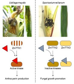 Disease symptoms and Tin2 effector function in U. maydis and Sporisorium reilianum both parasitizing maize. U. maydis (upper part left) causes tumor formation and anthocyanin induction in all aerial parts of maize, while S. reilianum (upper part right) causes disease symptoms only in cobs and tassels of maize and fails to induce anthocyanin. Tin2 of U. maydis (red triangle) stabilizes the maize kinase ZmTTK1, leading to anthocyanin induction. Tin2 of S. reilianum (blue triangle) inhibits the kinase activity of ZmTTK2 and ZmTTK3, two kinases related to ZmTTK1, and this leads to the promotion of fungal growth.