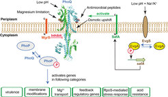 Overview of the PhoQ/PhoP two-component system in E. coli and Salmonella. PhoQ (shown in blue-green ribbon) directly senses environmental stimuli, which include magnesium limitation, low pH, antimicrobial peptides and osmotic upshift, and activates PhoP by phosphorylation. This activation can be regulated by the small proteins MgrB and SafA, which inhibit and activate PhoQ kinase activity, respectively. SafA connects PhoQ/PhoP with EvgS/EvgA, which is a two-component system activated by low pH combined with the presence of Na+ or K+. The phosphorylated PhoP promotes the expression of a set of genes that can be grouped into six categories.