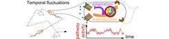 Single cell FRET showed that temporal fluctuations in the run and tumble dynamics of bacteria such as E. coli come from the amplification of thermal and active noises by the chemotaxis pathway