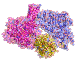 BILD 1: Molekulare Struktur der Propionyl-CoA Synthase und ihrer drei Teile