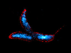 Bacterial Cell Biology