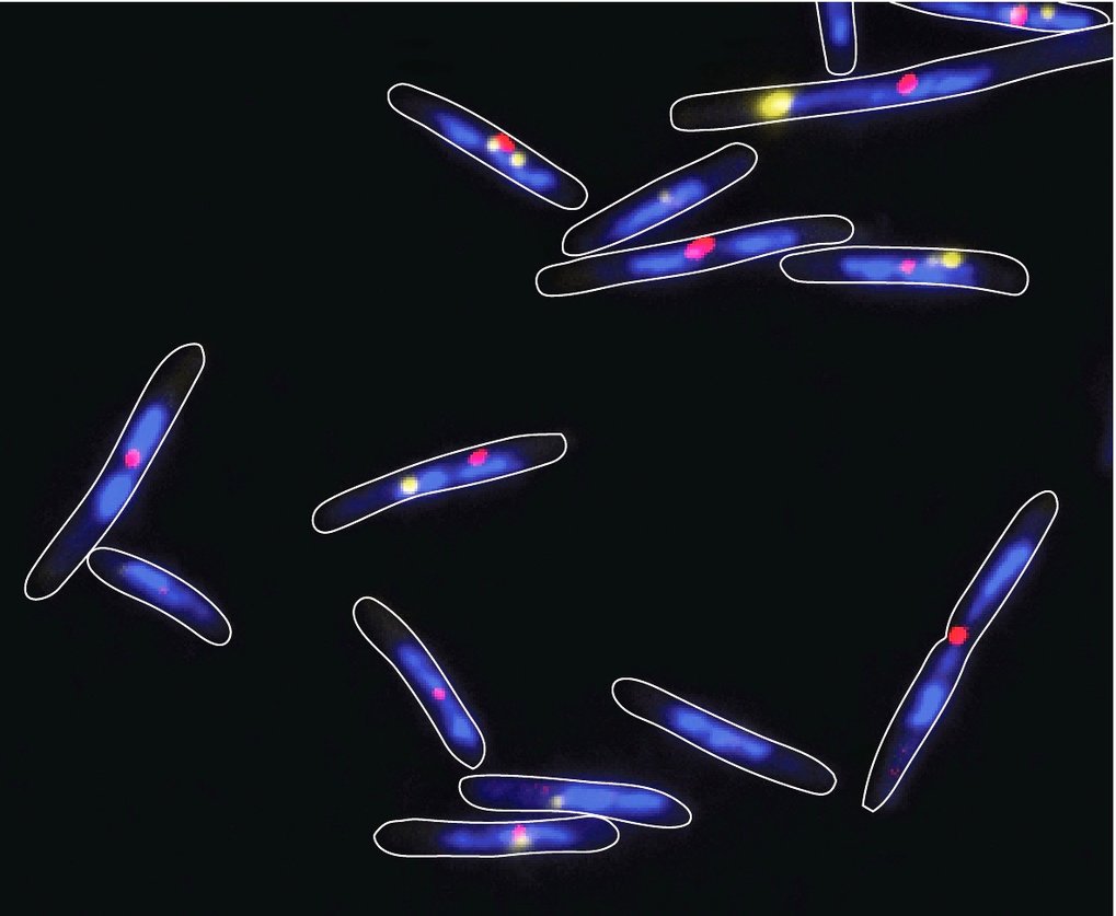 50 chromosome. Lamp chromosome. Chromosome ebil 2. E-Cell.