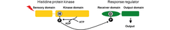 Phosphate flow in a standard two component system.