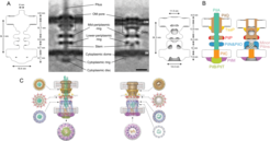 Component map and pseudo-atomic model of M. xanthus T4PM. (A) Slices through sub-tomogram averages of wild-type piliated (middle, left) and non-piliated (middle, right) T4PM, with annotations of structural features. Scale bar, 10 nm. Schematic envelopes of the sub-tomogram averages of wild-type piliated and empty T4PM describing their molecular dimensions are included to the left and right. (B) Summary schematics showing the component locations identified in the piliated (left) and non-piliated T4PM (right) structures. Color code for schematics is shown below. (C) Overall pseudo-atomic hypothetical models of piliated (left) and non-piliated (right) T4PM, in which atomic models of T4PM components are placed in the in vivo envelopes according to the component maps in (B). Models of each component are colored as in (B). Cross-sectional views of different parts of the models are indicated by arrows.