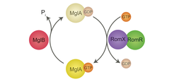 MglA GTPase cycle