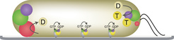 Localization of MglA-GTP, MglB, RomR and RomX in a cell with T4P at the leading pole (colour code as in the upper figure, except that yellow circles labelled D and T represent MglA-GDP and MglA-GTP, respectively). In the complexes along the cell length, grey indicates Agl–Glt complexes and bent arrows the proposed MglB-stimulated GTP hydrolysis by MglA and MglA-GTP ‘replenishment’ by RomR–RomX GEF activity.