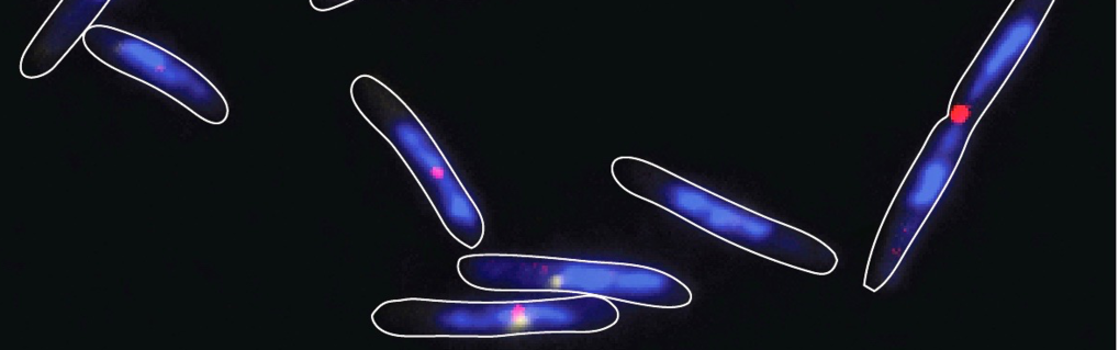 Regulation of chromosome replication & cell division Regulation of chromosome replication & cell division