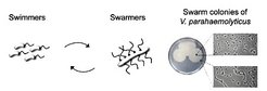Swimmer & Swarmer