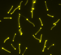 Figure 1. M. xanthus cells expressing a RomX-YFP fusion illustrates the polar localization of RomX.